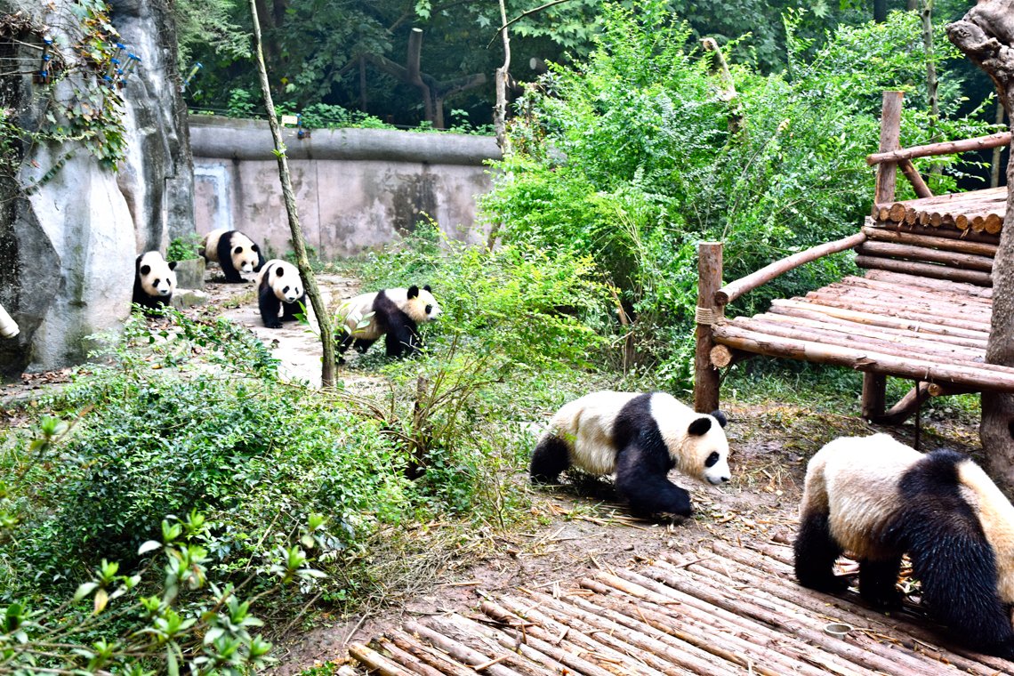 Big Panda China